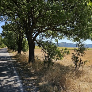 Properly rural